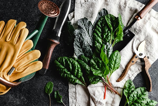 Photo of the spinach and garden tools on a black table